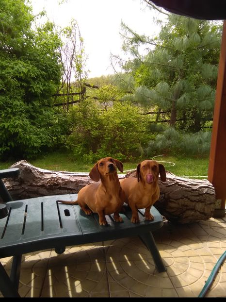 Bella& Dolly / 22/04/2017 / - x-Teckel-Dachshund