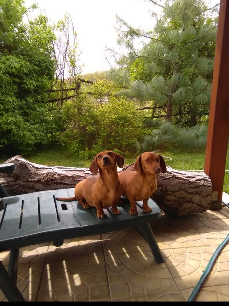  - x-Teckel-Dachshund