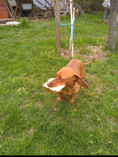 Bella - x-Teckel-Dachshund