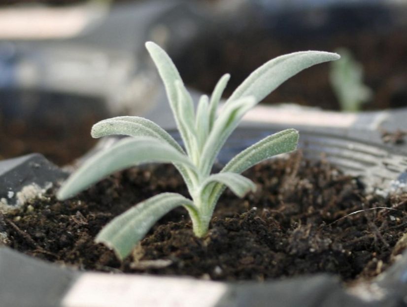 11.02.16 - 1 Multiplicare