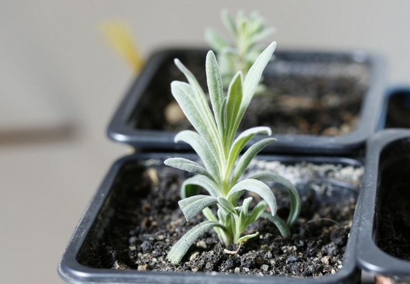 28.02.16 - 1 Multiplicare