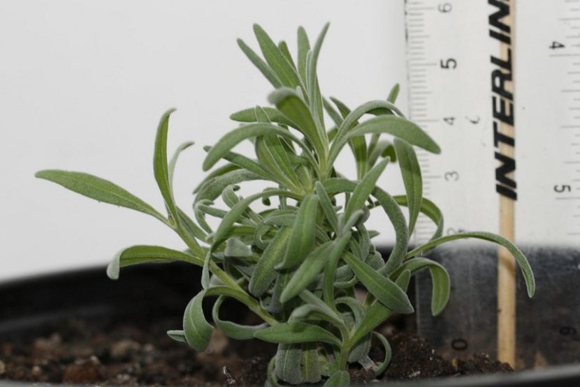 10.04.16 - 1 Multiplicare