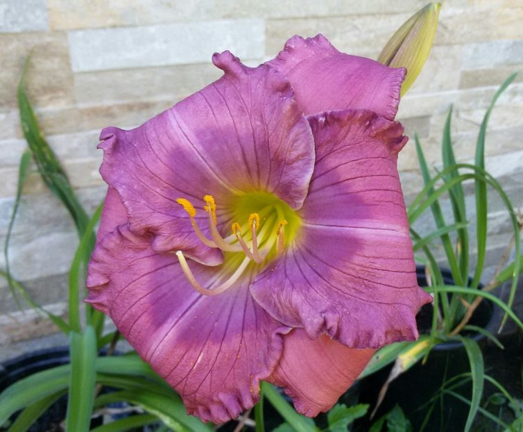 20170731_114850-1 - hemerocallis 2017