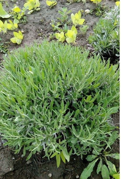 08.05.17 - 1 Multiplicare