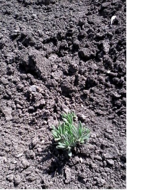 15.05.16 - 1 Multiplicare