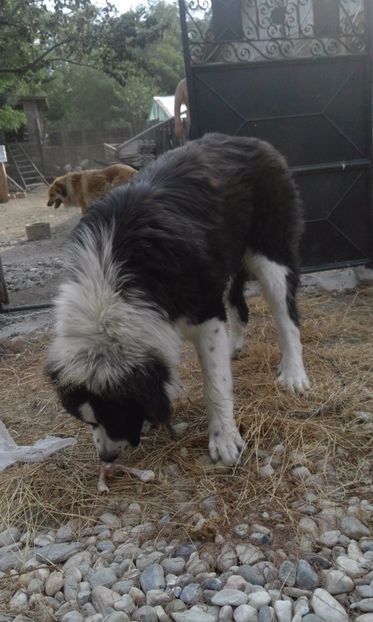  - Ciobanesti de bucovina