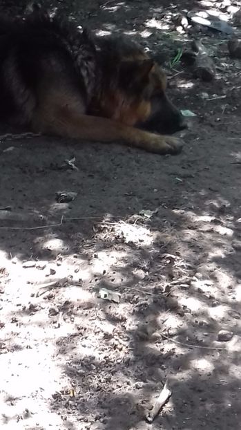  - malinoais și ciobanesc german