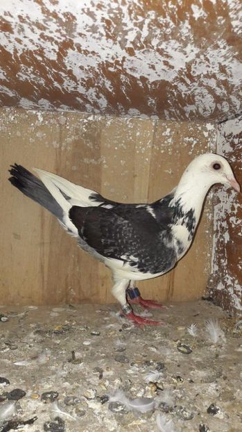 received_747666765413127 - Porumbei