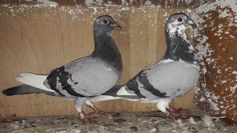 received_745740932272377 - Porumbei