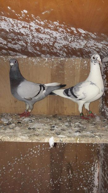 received_745740975605706 - Porumbei