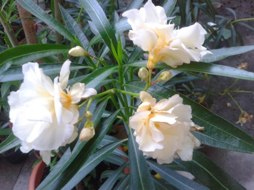 Fotografie0291 - LEANDRI