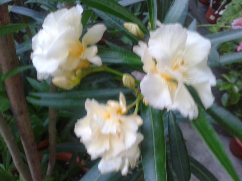 Fotografie0290 - LEANDRI