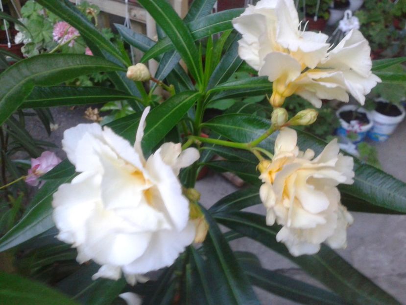 Fotografie0288 - LEANDRI