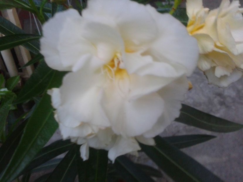 Fotografie0287 - LEANDRI