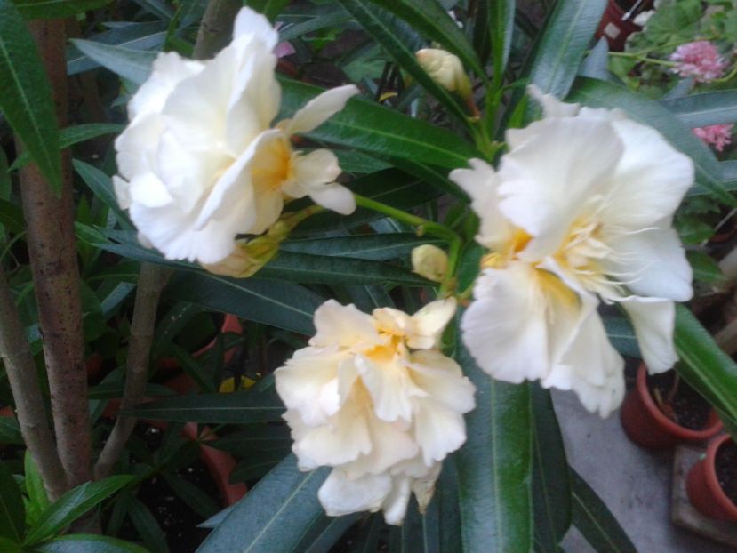 Fotografie0284 - LEANDRI