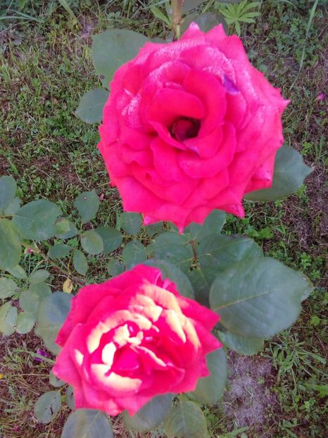  - TRANDAFIRI 2017_2018