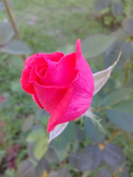  - TRANDAFIRI 2017_2018