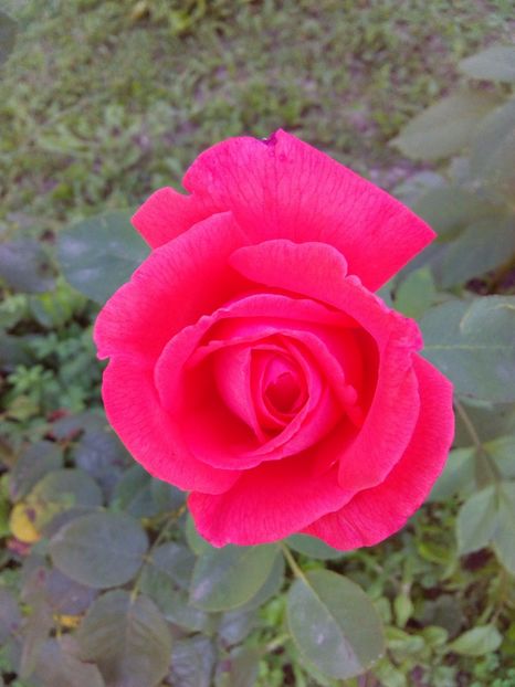  - TRANDAFIRI 2017_2018