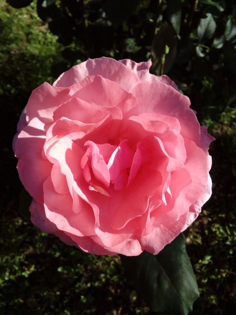  - TRANDAFIRI 2017_2018