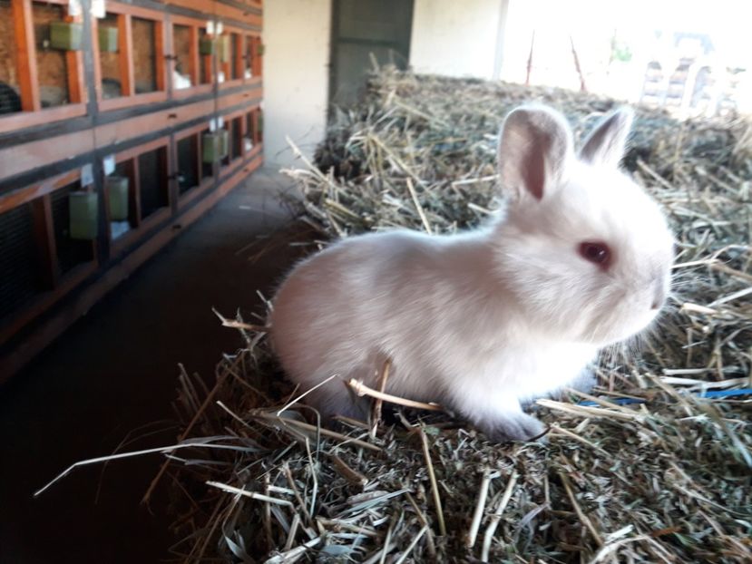  - A-IEPURI TINERET CALIFORNIAN B