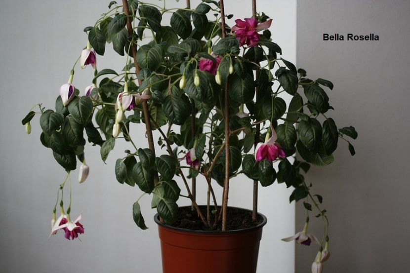 august 2017 - 02 Fuchsia