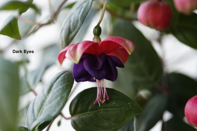 august 2016 - 02 Fuchsia