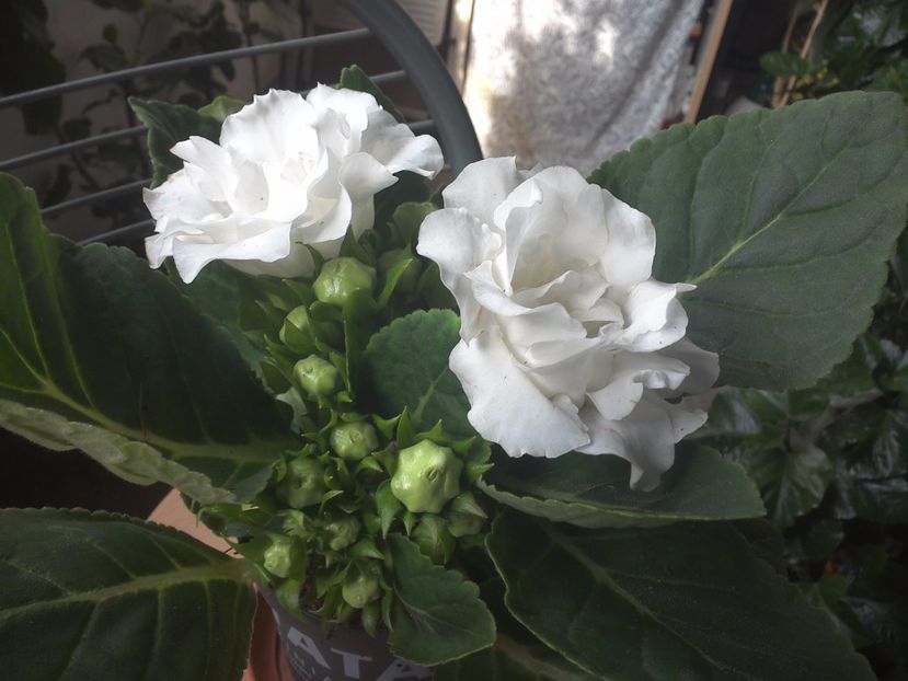 WIN_20170802_091935 - gloxinia