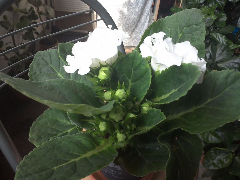 WIN_20170802_091945 - gloxinia