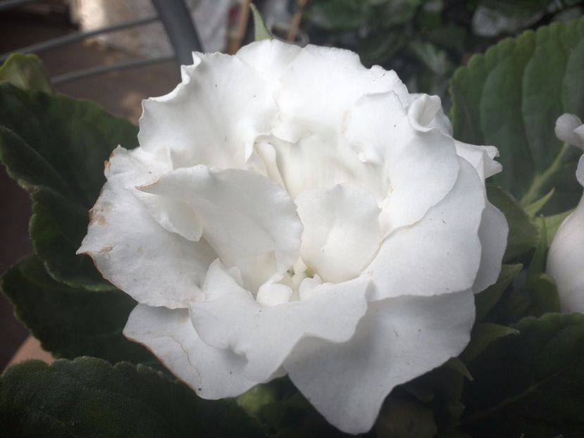 WIN_20170802_092000 - gloxinia