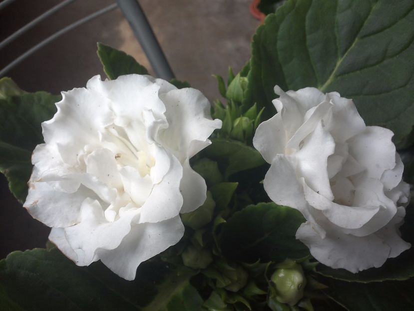 WIN_20170802_092007 - gloxinia