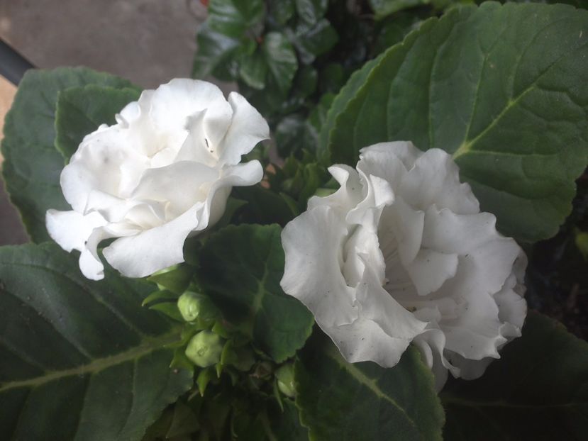 WIN_20170802_092026 - gloxinia