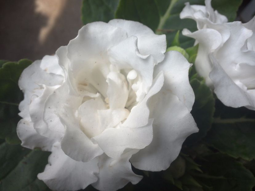 WIN_20170802_092035 - gloxinia