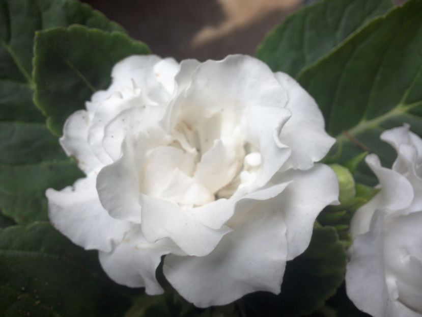 WIN_20170802_092042 - gloxinia