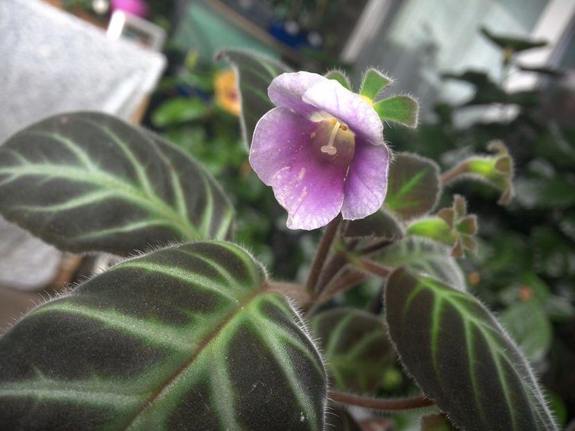 WIN_20170802_091621 - gesneriacee