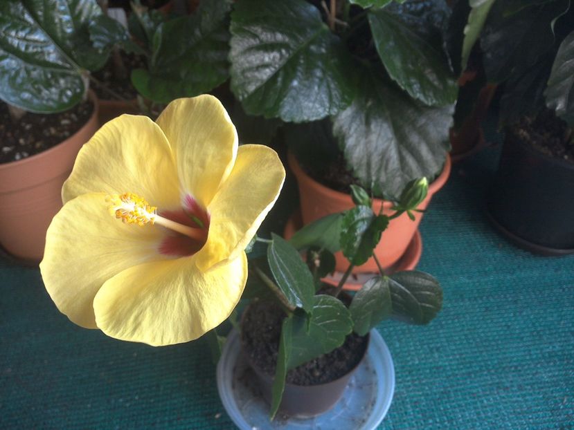 WIN_20170802_093659 - 03Hibiscus