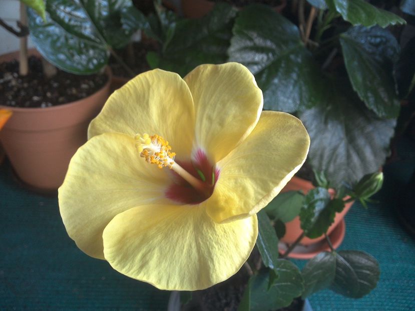 WIN_20170802_093709 - 03Hibiscus