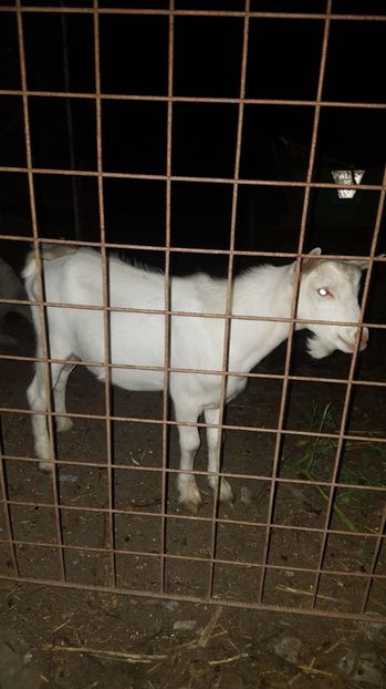 Țapul de prasila___ nobilă germană - Capre