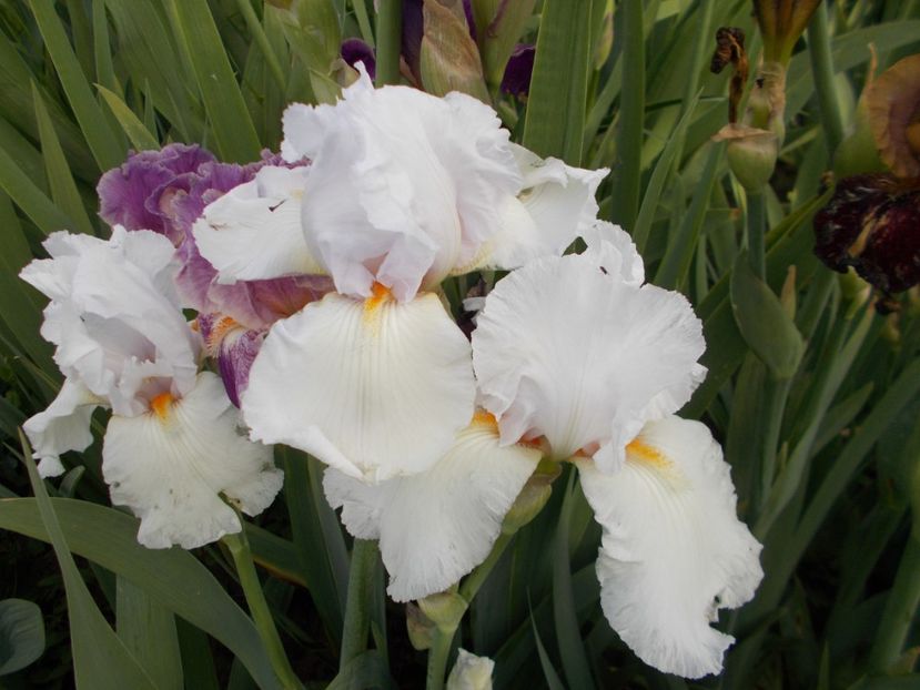  - Irisi-2017 Barbata Elatior si Intermedia