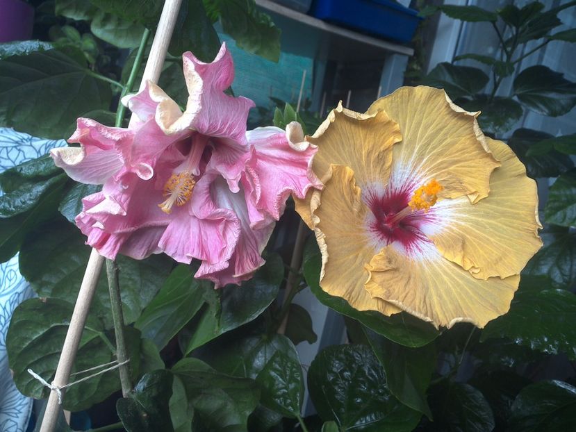 WIN_20170802_094633 - 03Hibiscus