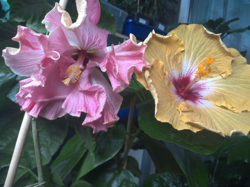 WIN_20170802_094635 - 03Hibiscus