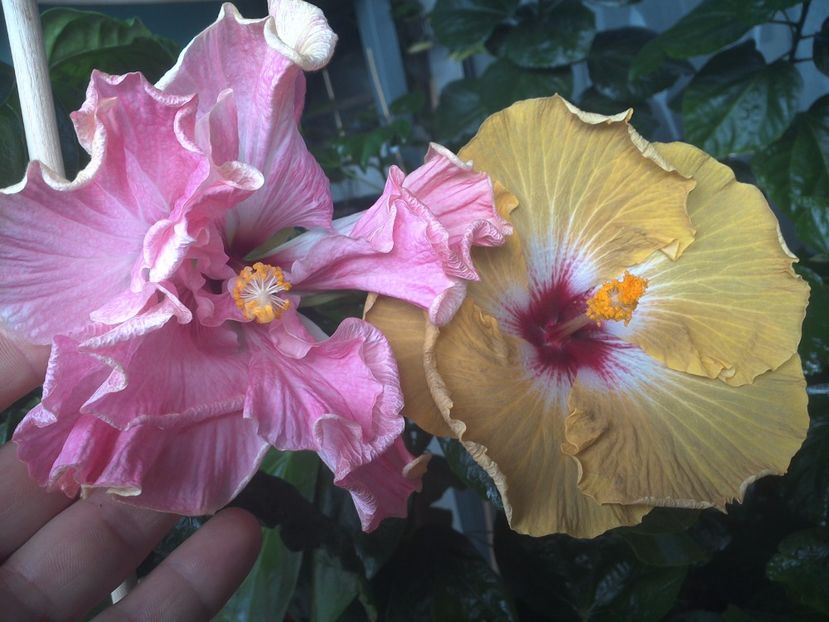 WIN_20170802_094713 - 03Hibiscus