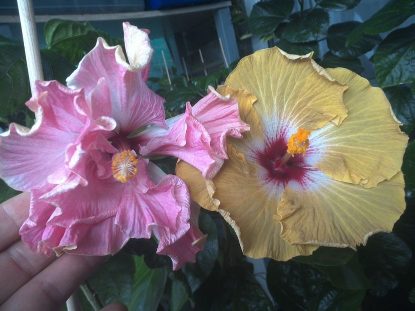 WIN_20170802_094719 - 03Hibiscus