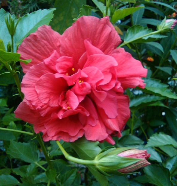  - Hibiscus Classic corai sau somon