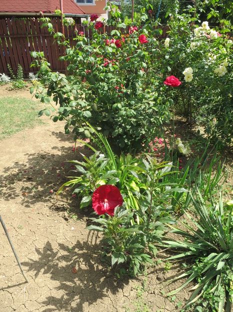  - Hibiscus Summerific Cranberry Crush 2017