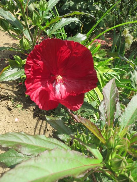  - Hibiscus Summerific Cranberry Crush 2017