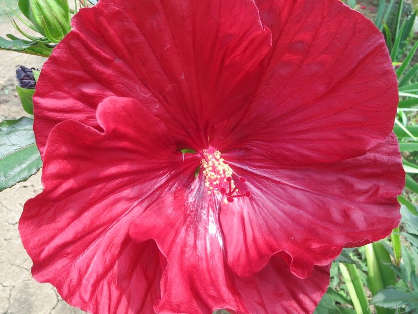  - Hibiscus Summerific Cranberry Crush 2017