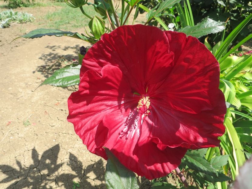  - Hibiscus Summerific Cranberry Crush 2017