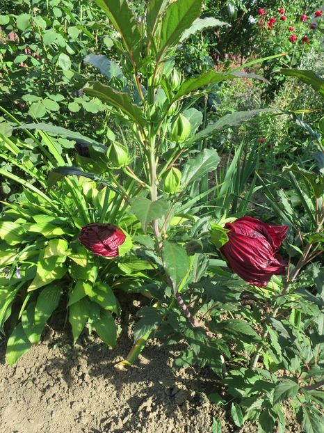  - Hibiscus Summerific Cranberry Crush 2017