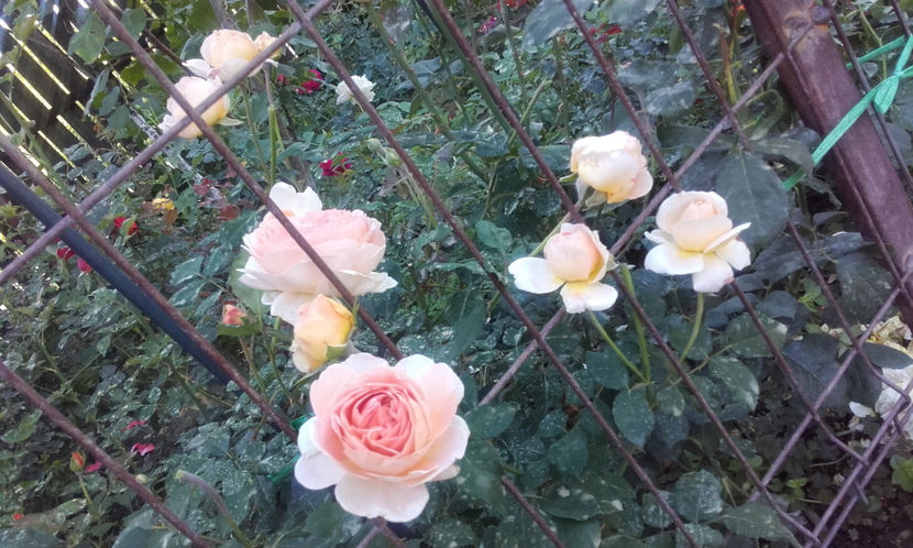  - ABRAHAM DARBY David Austin 3