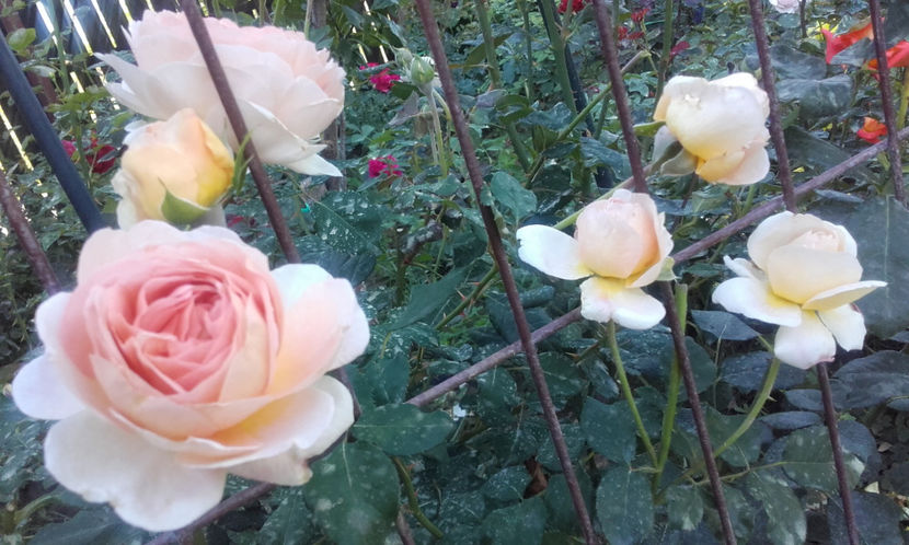  - ABRAHAM DARBY David Austin 3